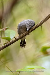 Thamnophilus ambiguus
