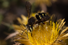 Anthidium loti