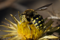 Anthidium loti