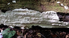 Laetiporus dilatohyphus