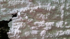 Laetiporus dilatohyphus