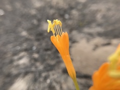 Stenomesson flavum