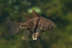 Sphaeramia orbicularis