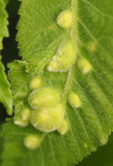 Phylloxera notabilis