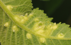 Phylloxera notabilis