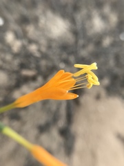 Stenomesson flavum