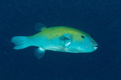 Arothron caeruleopunctatus