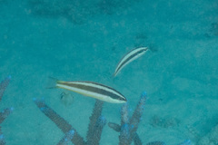 Pseudocoris heteropterus