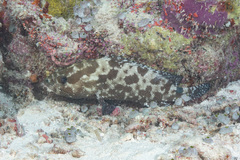 Epinephelus polyphekadion