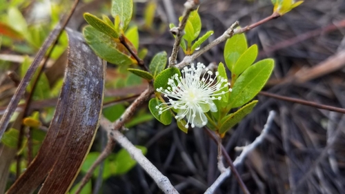 Myrcianthes fragrans