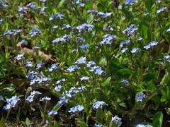 Myosotis decumbens