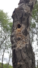 Tachycineta bicolor