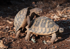 Testudo hermanni hermanni