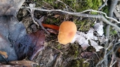 Laccaria trichodermophora