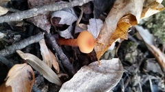 Laccaria trichodermophora