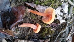 Laccaria trichodermophora