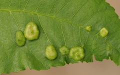 Phylloxera notabilis