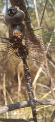 Rhionaeschna jalapensis