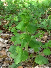 Scrophularia vernalis