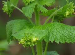 Scrophularia vernalis