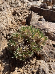 Aptosimum tragacanthoides