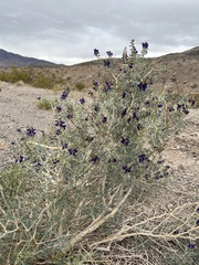 Psorothamnus fremontii