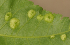 Phylloxera notabilis