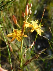 Bulbine favosa