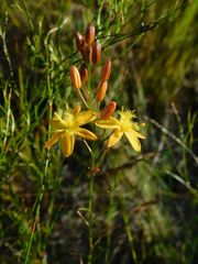 Bulbine favosa