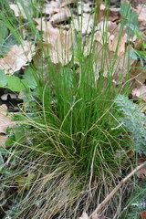 Festuca heterophylla