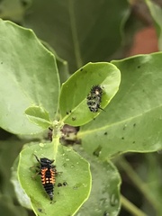 Harmonia axyridis