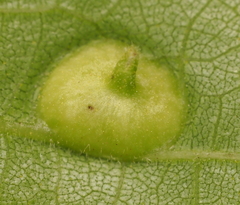Phylloxera notabilis