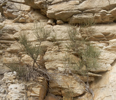 Ephedra procera