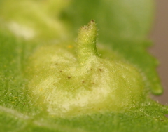 Phylloxera notabilis