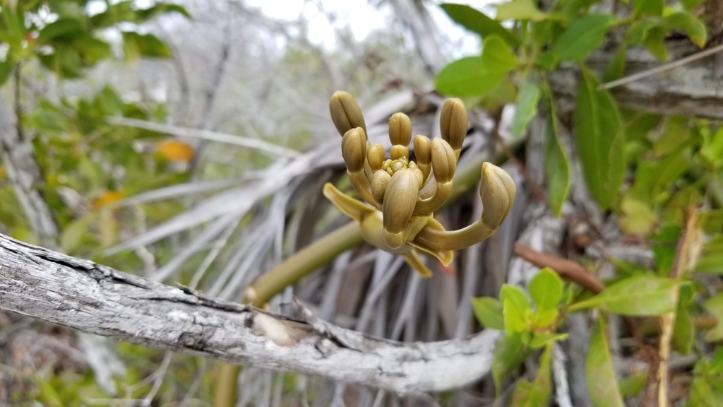Vanilla barbellata