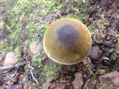Tricholoma viridiolivaceum