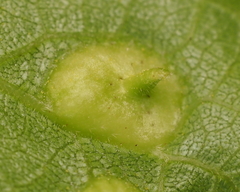 Phylloxera notabilis