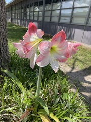 Hippeastrum