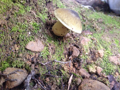 Tricholoma viridiolivaceum