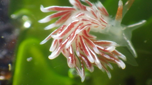 British Columbia Aeolid