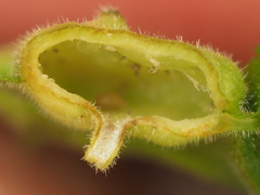 Phylloxera notabilis