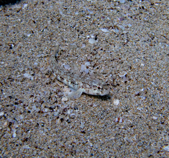 Gobius roulei