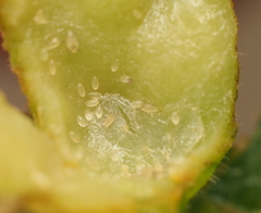 Phylloxera notabilis