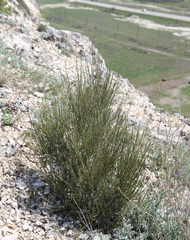 Ephedra procera