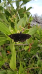 Ephyriades brunnea floridensis