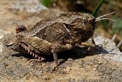 Nocarodes serricollis