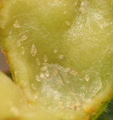 Phylloxera notabilis