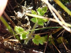 Knowltonia anemonoides