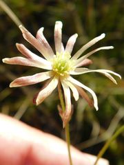 Knowltonia anemonoides