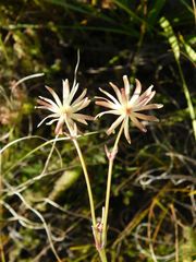 Knowltonia anemonoides